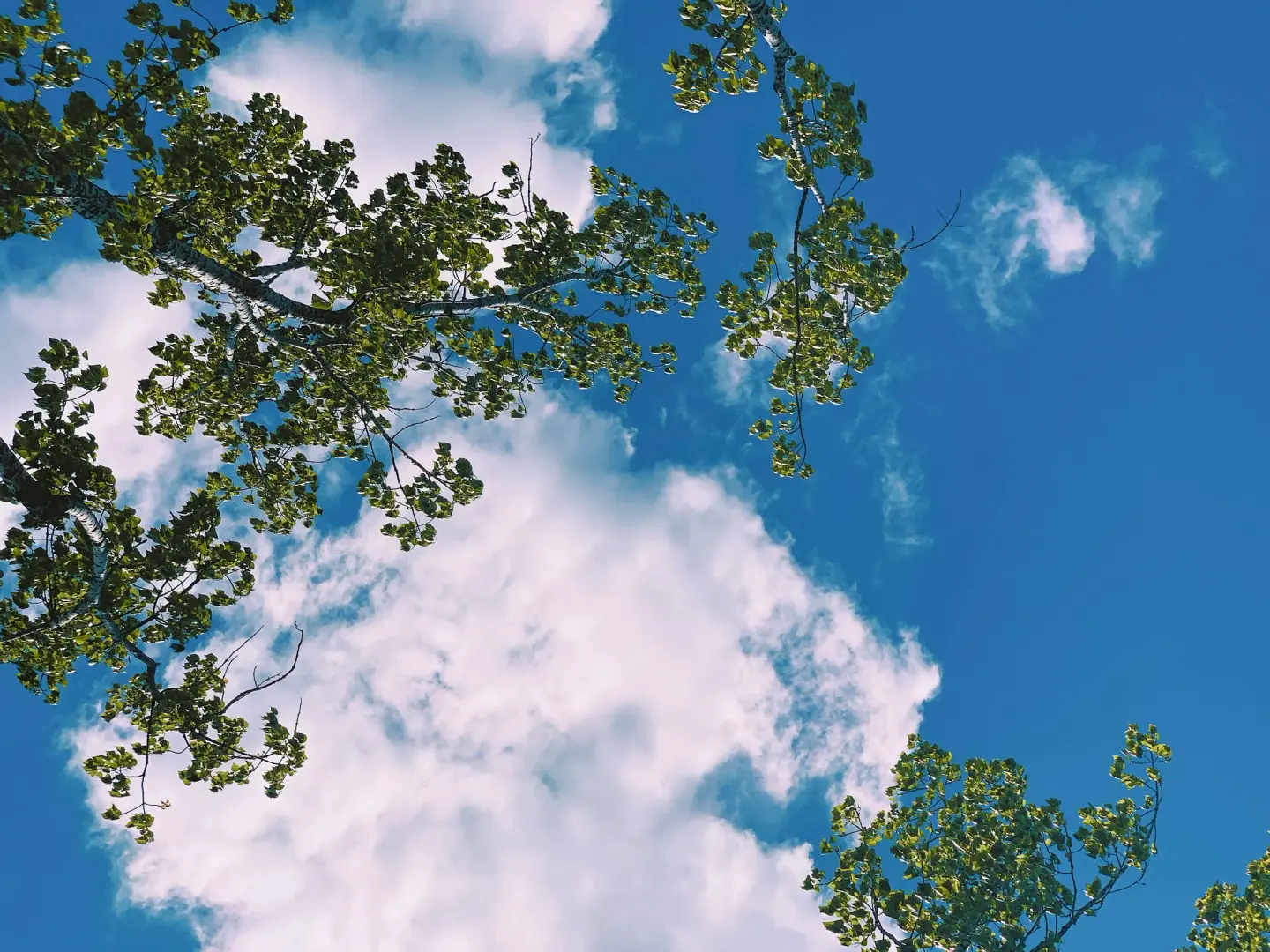 Looking up through sunlit birch branches to open blue sky — the calm above Megumi's care.